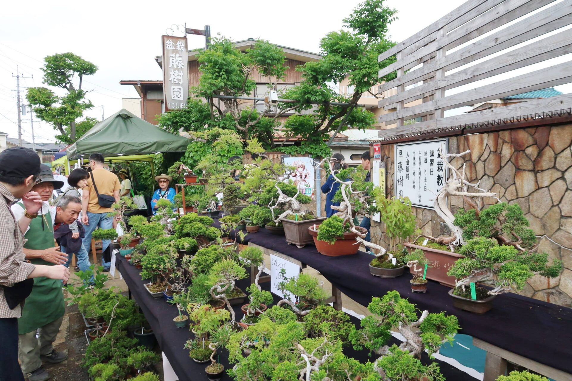 レポート 大宮盆栽ウィーク2025】盆栽の祭典「大盆栽まつり」大阪